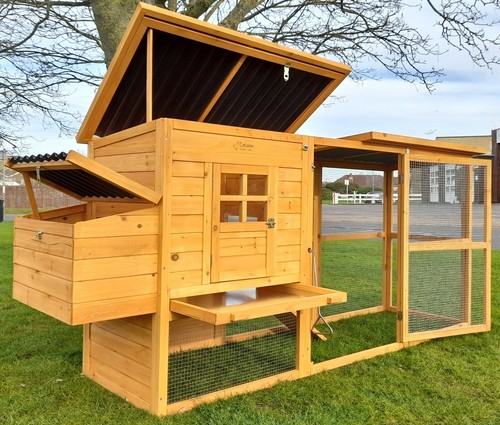 Large chicken hen - chicken, house